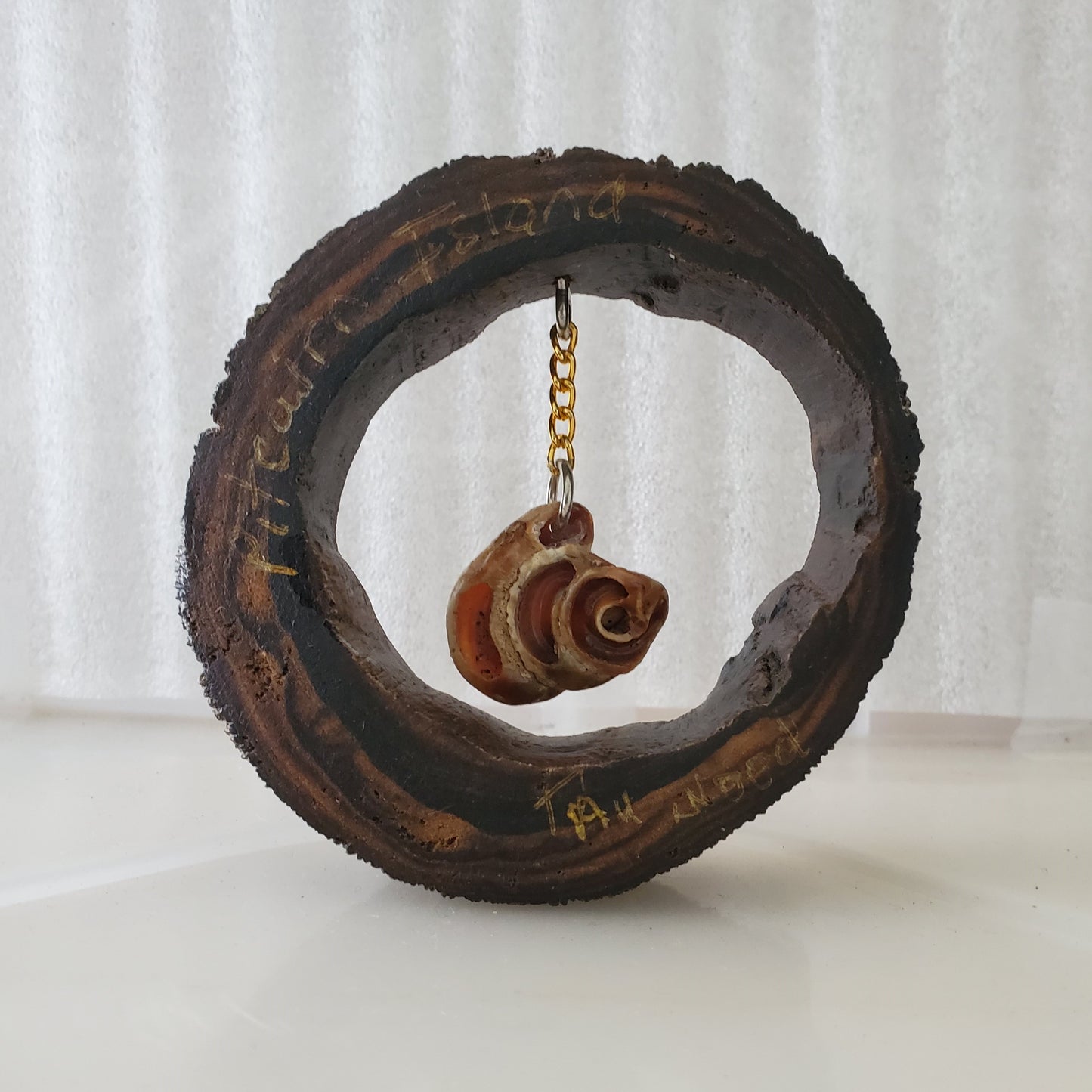 Hand carved Tree Branch Circle with a Bitey-Bitey Shell - from Local Tau