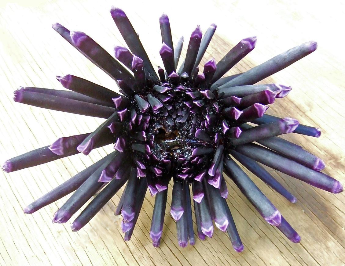 Aretes de cuentas de erizo de mar púrpura con forma de coral hechos a mano